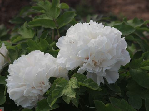 南方冬季春节催花牡丹技术(图8)