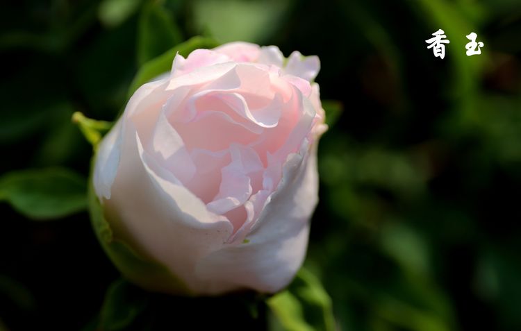 南方冬季春节催花牡丹技术(图7)