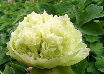 南方冬季春节催花牡丹技术(图2)