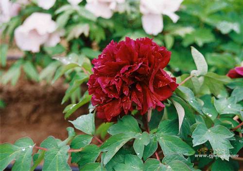 南方冬季春节催花牡丹技术(图4)