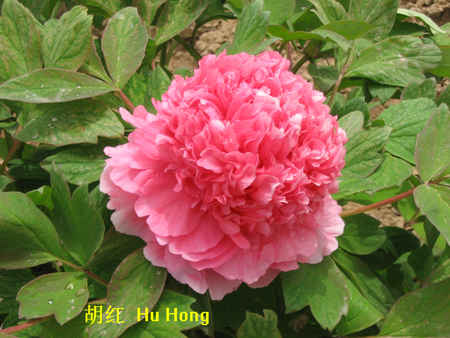 南方冬季春节催花牡丹技术(图12)