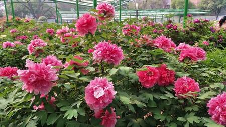 南方冬季春节催花牡丹技术(图11)