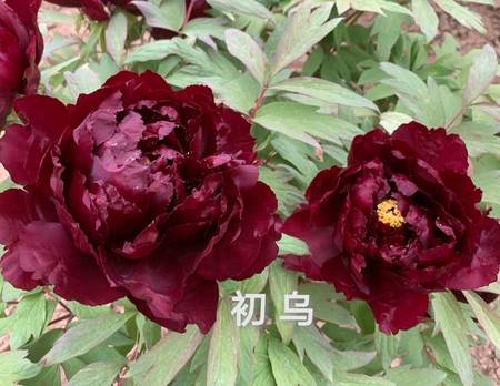 953种牡丹花品种名谱(图5)