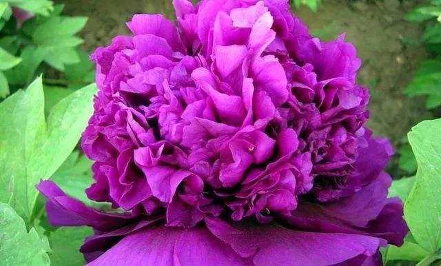 953种牡丹花品种名谱(图6)
