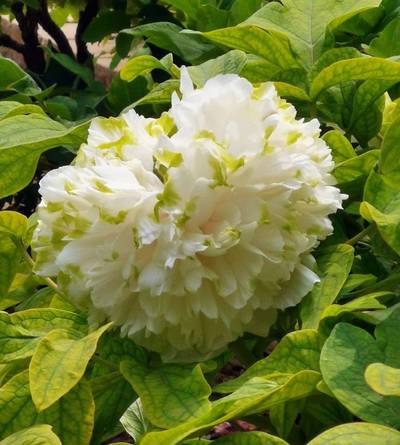 953种牡丹花品种名谱(图4)