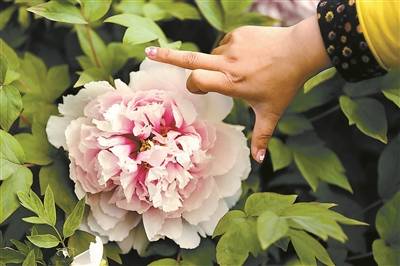 东海浪花牡丹(图2)