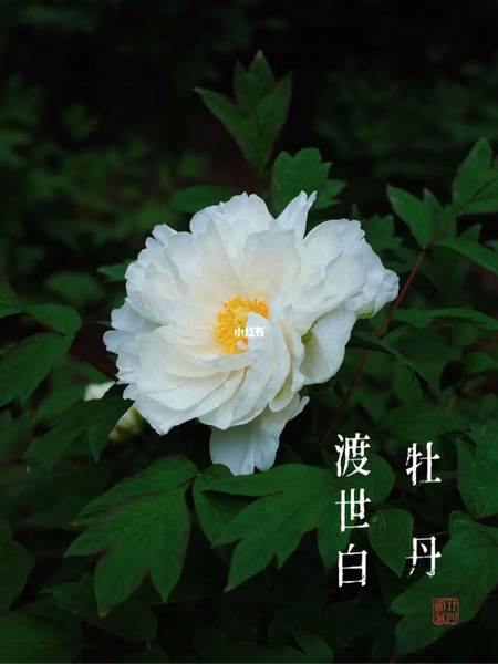 渡世白牡丹(图3)