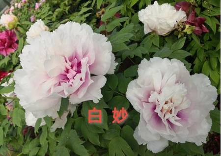 白妙牡丹(图2)