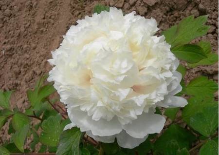 金桂飘香牡丹(图2)