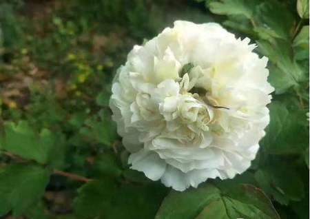 金桂飘香牡丹(图3)