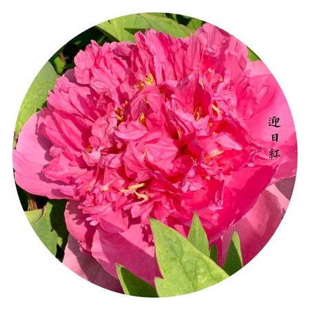 迎日红牡丹(图2)