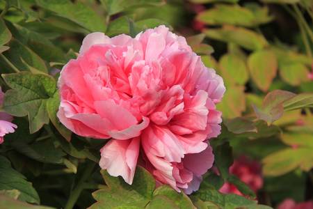 万花盛牡丹(图2)