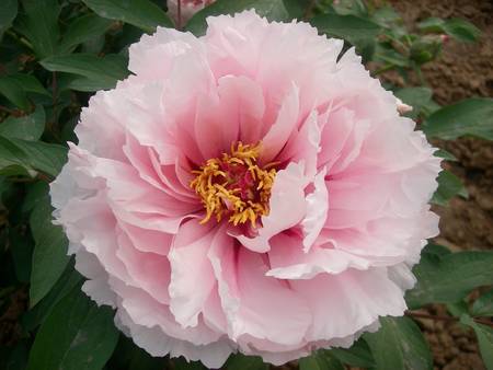 玉面桃花牡丹(图3)