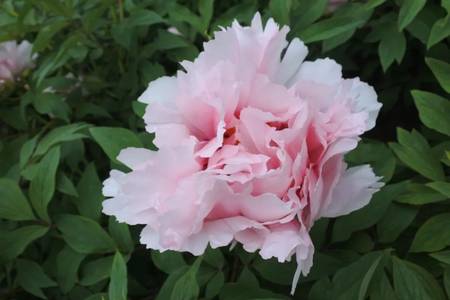 玉面桃花牡丹(图4)