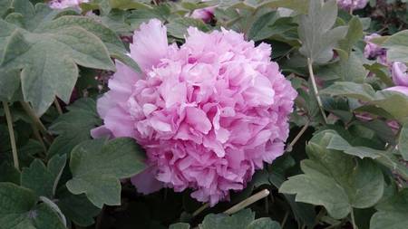 紫蓝魁牡丹(图2)