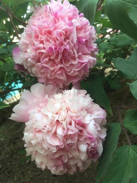 软玉温香牡丹(图3)