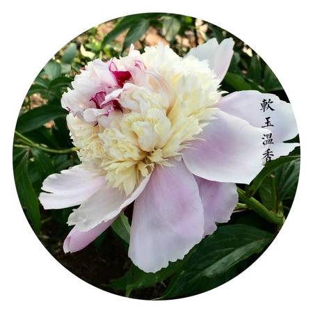 软玉温香牡丹