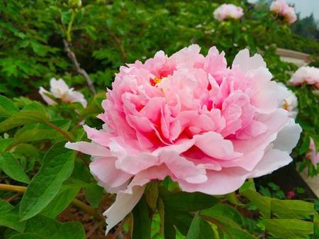 赵粉牡丹(图6)