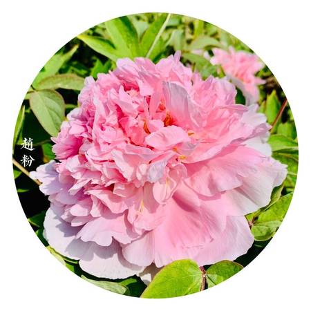 赵粉牡丹