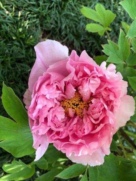 肉芙蓉牡丹(图3)