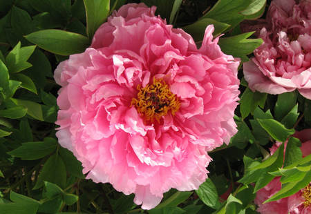 肉芙蓉牡丹(图4)