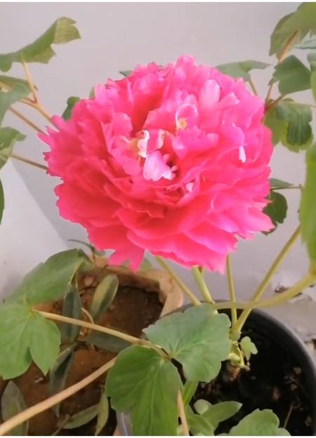 寿星红牡丹(图4)