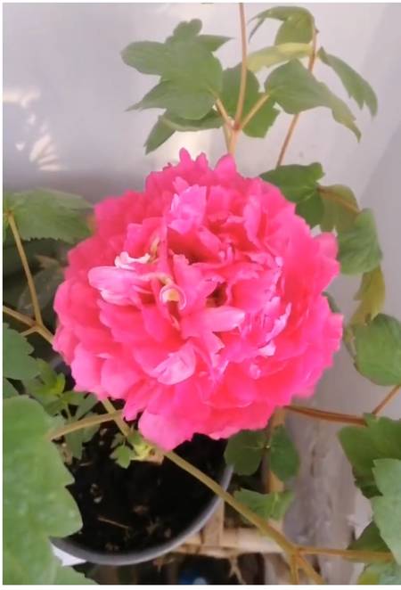 寿星红牡丹(图2)