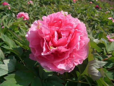 桃花飞翠牡丹(图2)