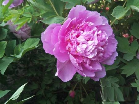 菱花湛露牡丹