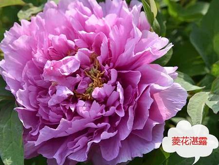菱花湛露牡丹(图4)