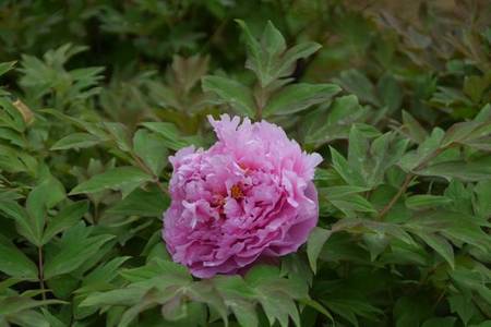 菱花湛露牡丹(图2)