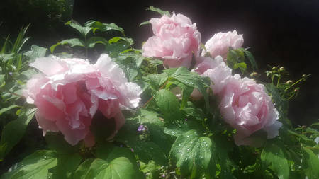花競牡丹(图4)