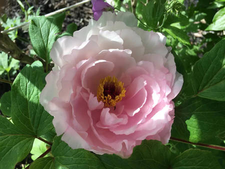 花競牡丹(图3)
