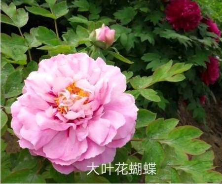 大蝴蝶牡丹