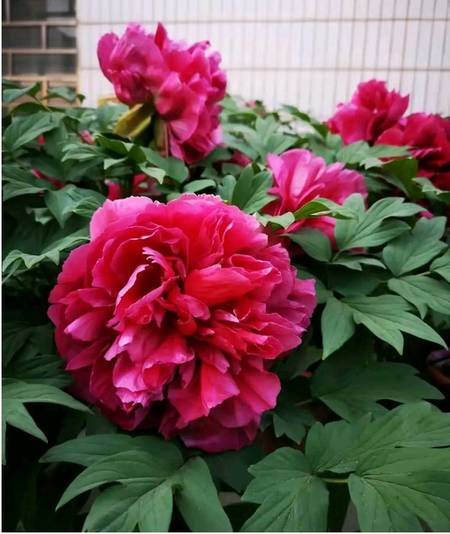 芳红牡丹(图4)