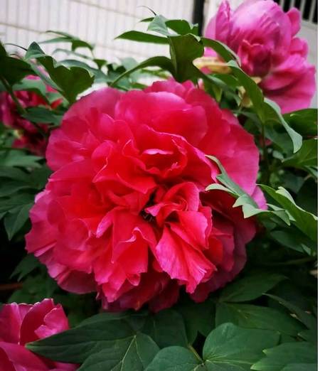 芳红牡丹(图3)