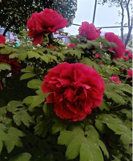 芳红牡丹(图2)