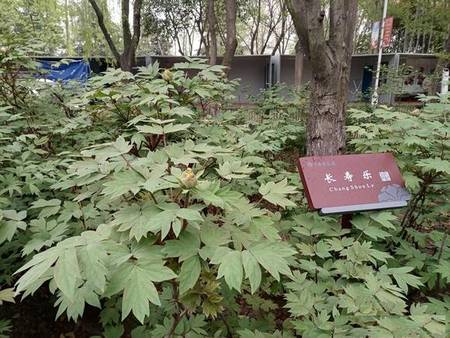 长寿乐牡丹(图2)