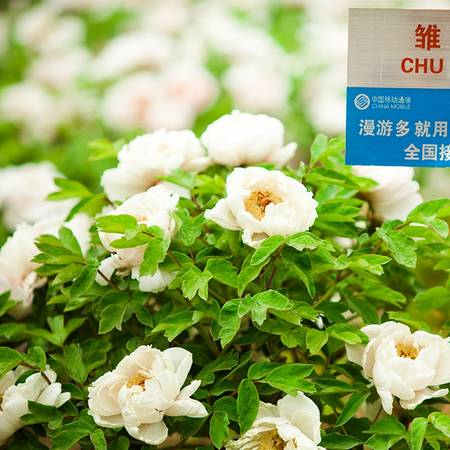 雏鹅黄牡丹(图3)