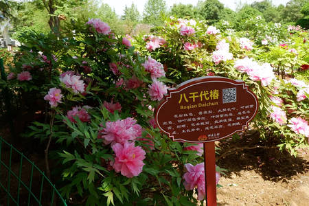 八千代椿牡丹(图4)