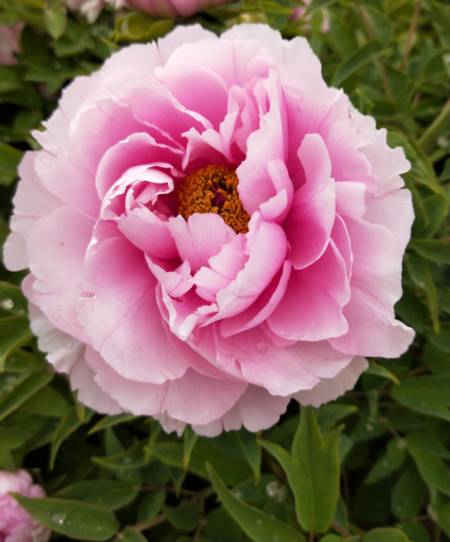 长枝芙蓉牡丹
