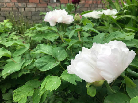 昆山夜光牡丹(图4)