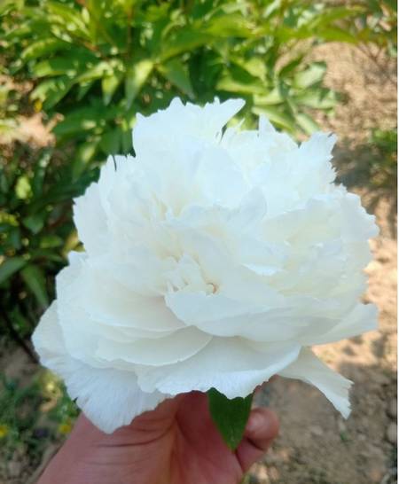 昆山夜光牡丹(图3)