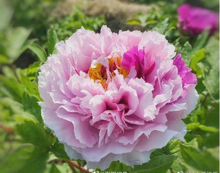 花二乔牡丹(图2)
