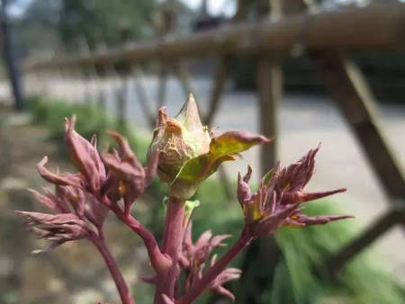 种生黑牡丹(图2)