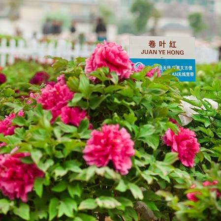 卷叶红牡丹(图3)