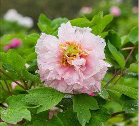 青龙戏桃花牡丹(图3)