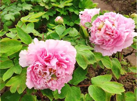 青龙戏桃花牡丹(图2)