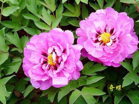 奇蝶牡丹(图2)