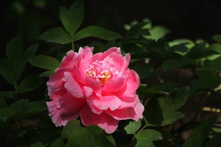 丛中笑牡丹(图3)